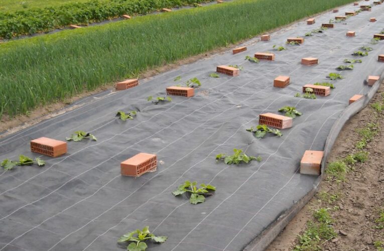 Agrotekstil protiv korova za urednije vrtne površine